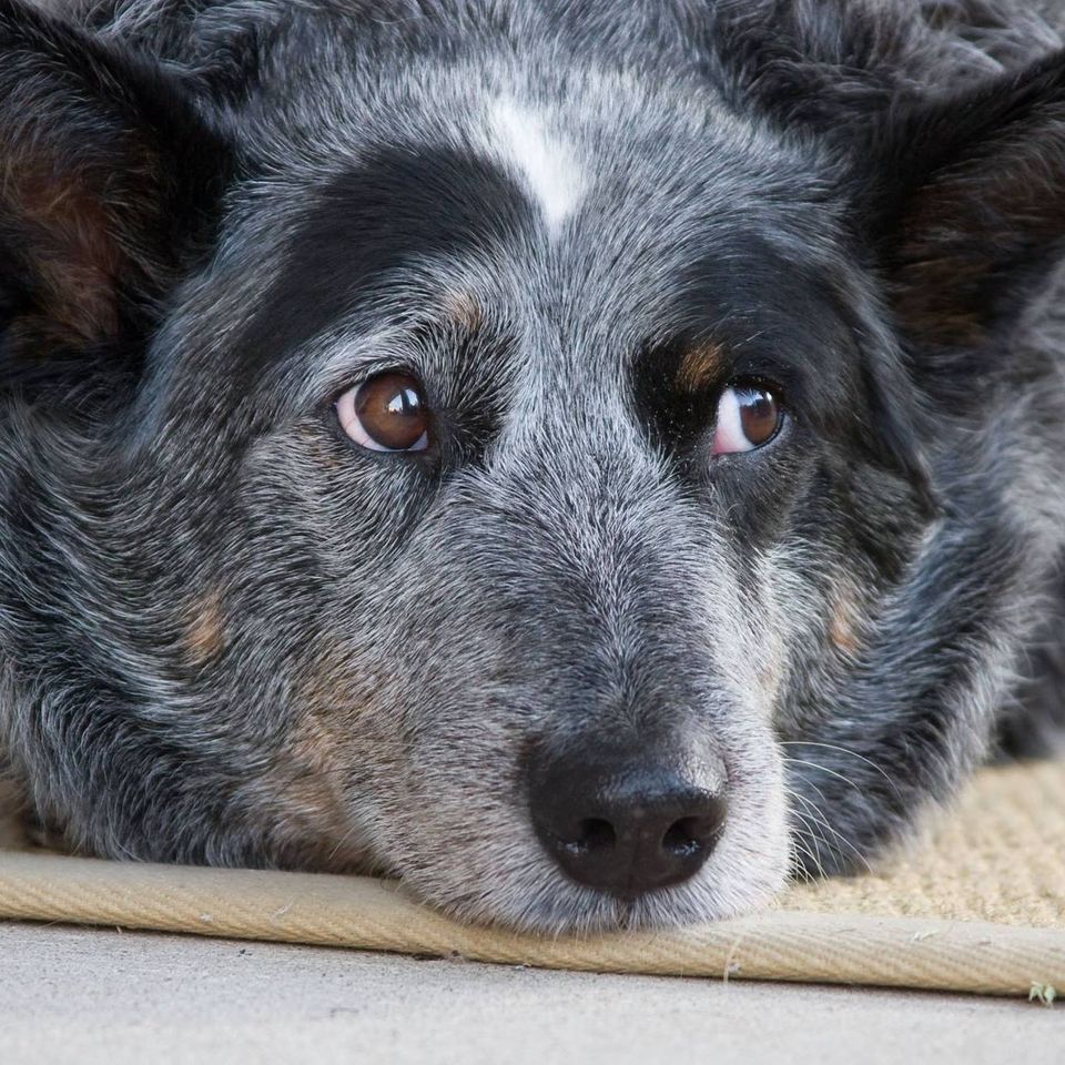 A happy island dog resting in the sun at the park