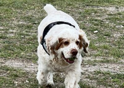 A dog playing happily at Riley P. Dog Park